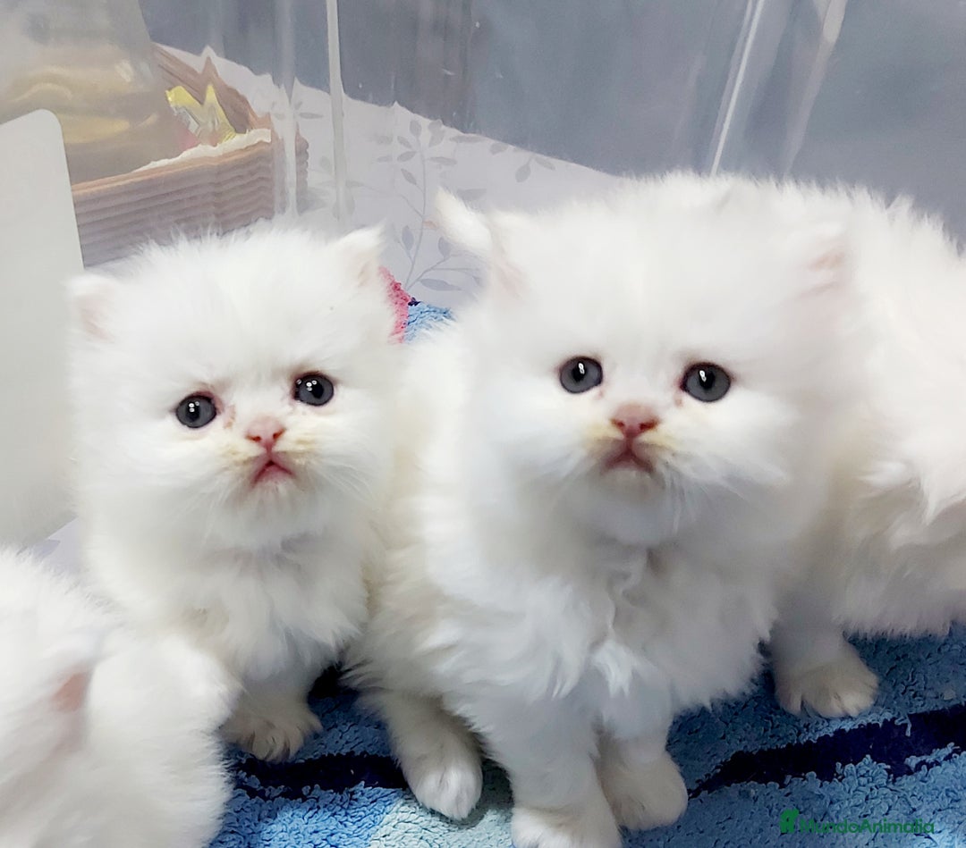 Persa gatos en venta: cachorritos persas  en Barcelona - Imagen 3