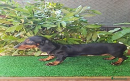 Teckel perros en venta: Teckel  canichen - Imagen 13