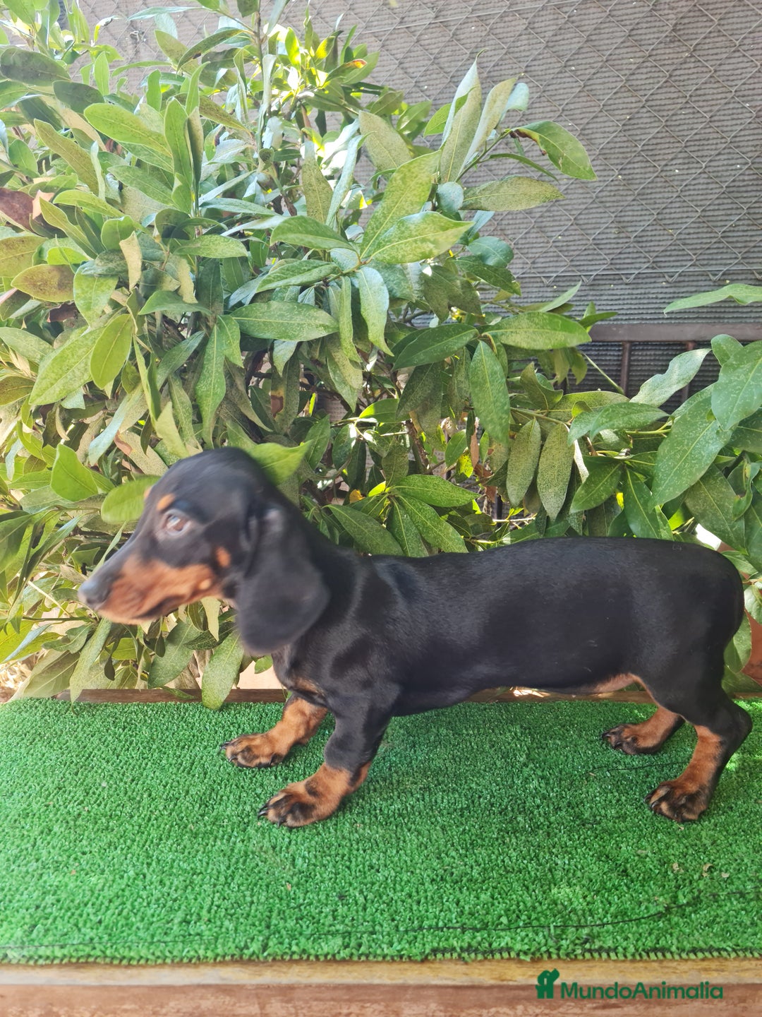 Teckel perros en venta: Teckel  canichen - Imagen 13