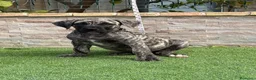 Presa Canario perros en venta: Disponible presa canario  - Anuncio 4