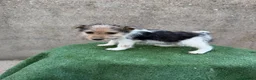 Fox Terrier de Pelo Duro perros en venta: Fox Terrier - Anuncio 19