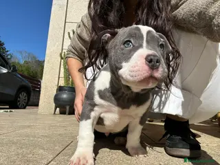 American Bully perros Preciosa camada de American Bully - Anuncio 1