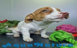 Jack Russell Terrier perros en venta: Jack Russel Hembra JMU 7731 AQUANATURA - Imagen 3