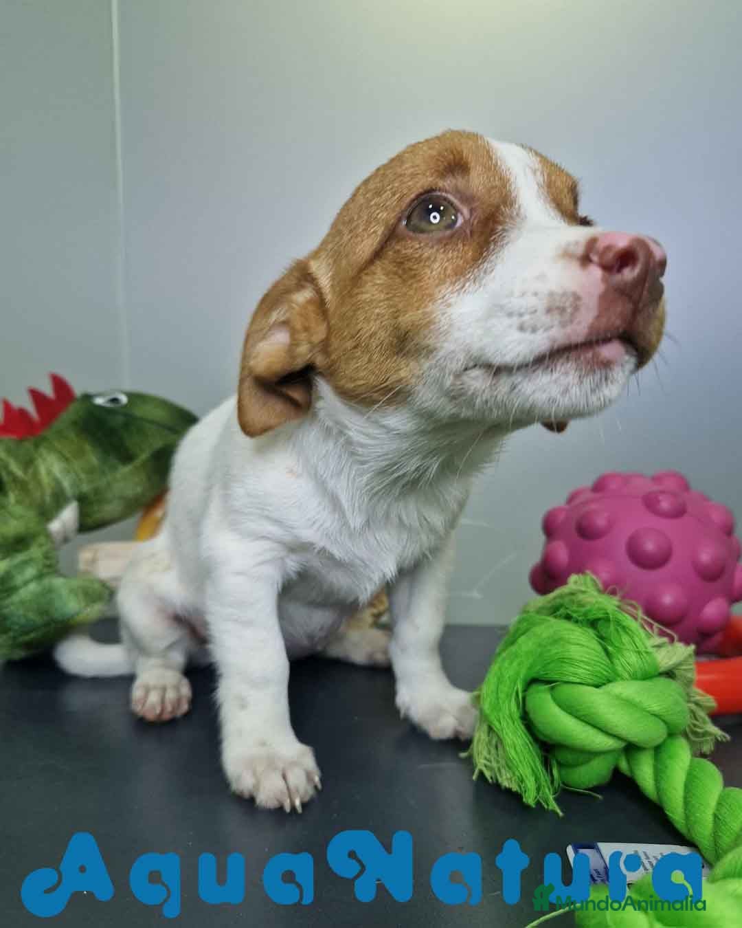 Jack Russell Terrier perros en venta: Jack Russel Hembra JMU 7731 AQUANATURA - Imagen 3