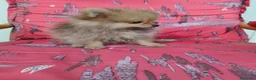 Pomerania perros en venta: Pomerania Toy - Anuncio 5