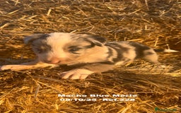 Border Collie perros en venta: Border Collie Blue Merle - Anuncio 20