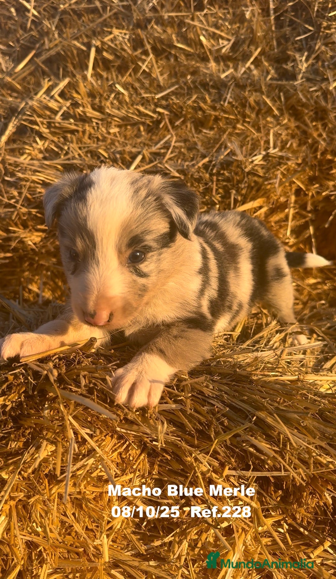 Border Collie perros en venta: Border Collie Blue Merle - Anuncio 20