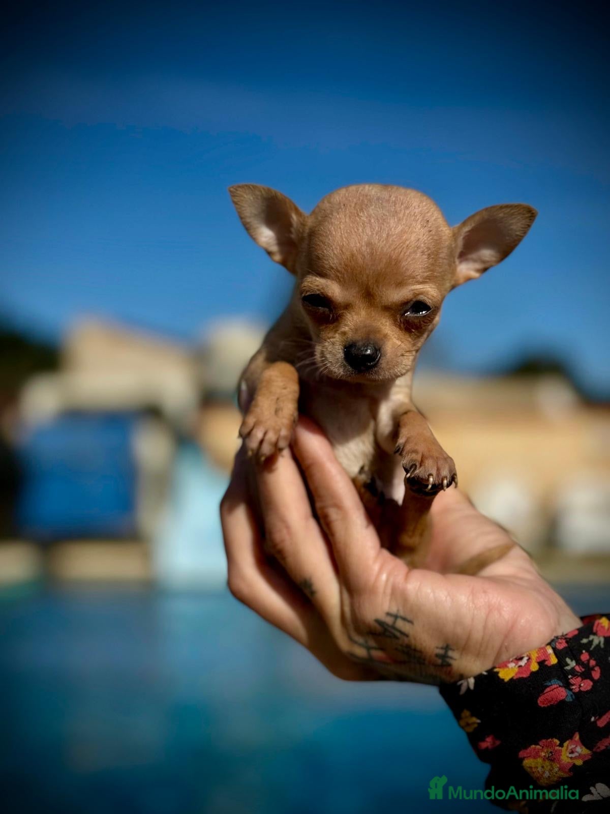 Chihuahua perros Chihuahua toy en Illes Balears - Anuncio 24