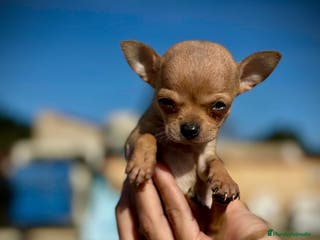 Chihuahua perros Chihuahua toy en Illes Balears - Anuncio 29