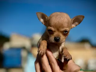Chihuahua perros Chihuahua toy en Illes Balears - Anuncio 3