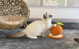 Ragdoll gatos en venta: Camada Ragdoll - Imagen 3