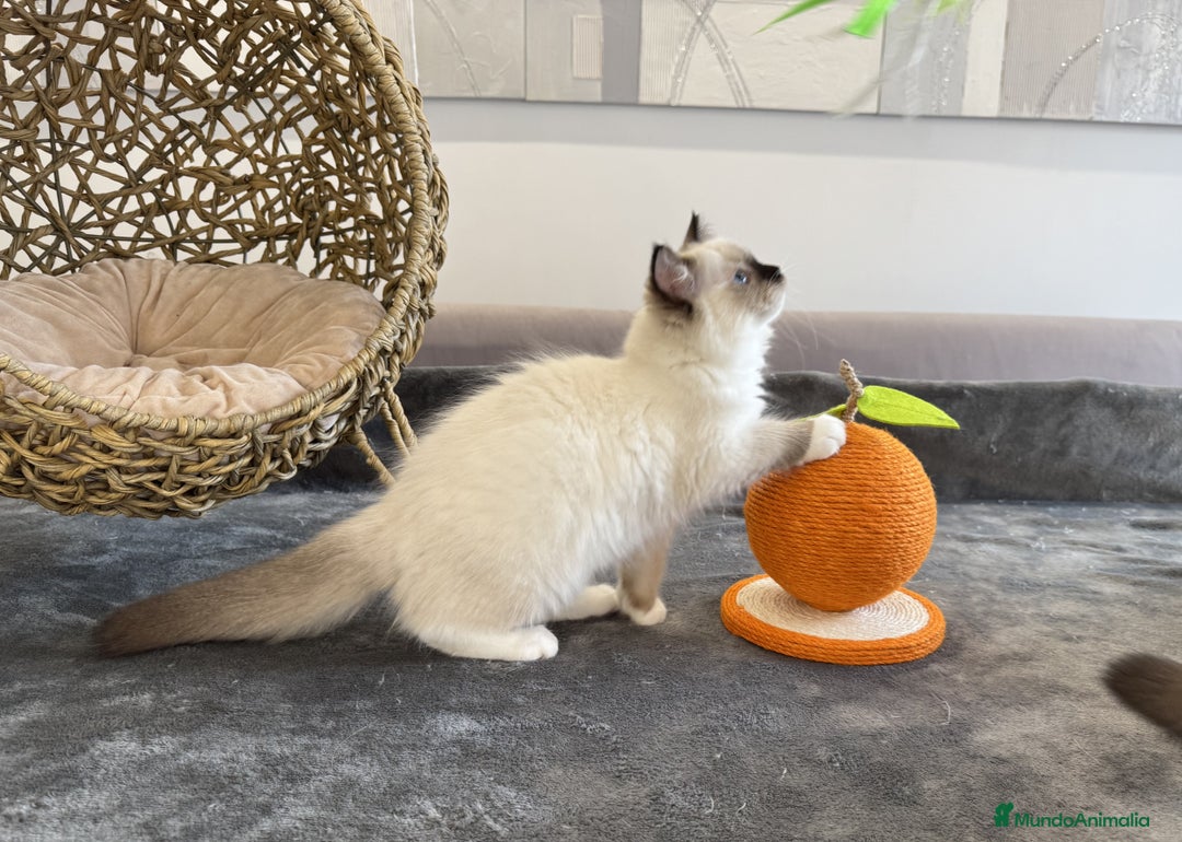 Ragdoll gatos en venta: Camada Ragdoll - Imagen 3
