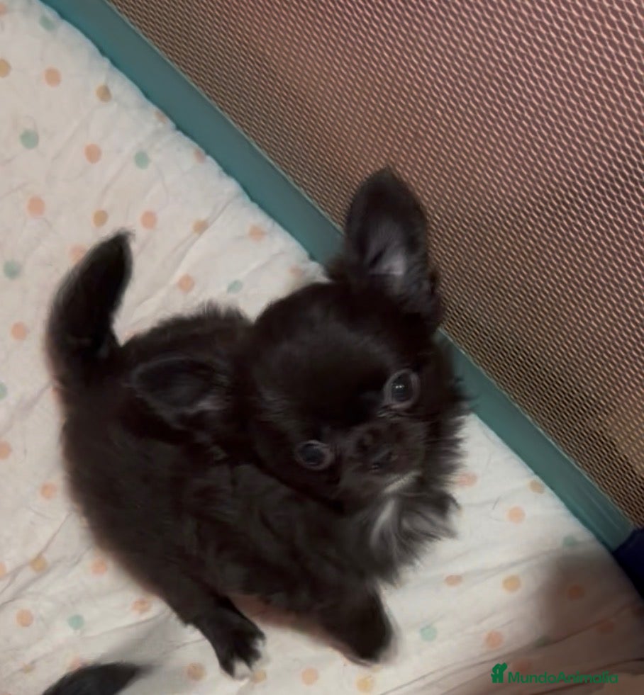 Chihuahua perros Cachorro to chihuahua pelo largo - Anuncio 1