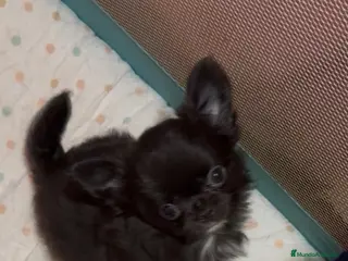 Chihuahua perros Cachorro to chihuahua pelo largo - Anuncio 1