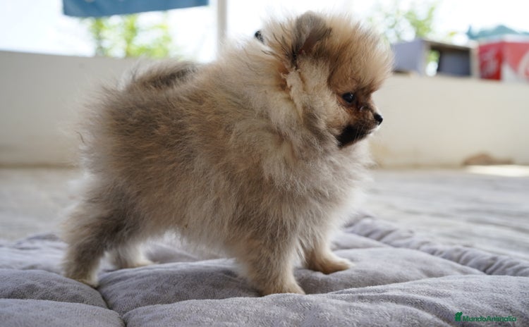 Pomerania perros - Propaganda 1