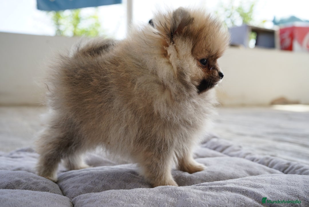 Pomerania perros en venta: 🌟 PEQUEÑOS Y SIMPÁTICOS POMERANIA 🌟 - Imagen 1
