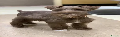 Schnauzer Miniatura 2