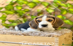 Beagle perros en venta: Camada de Fauna - Imagen 3