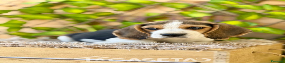 Beagle Cachorro 3485
