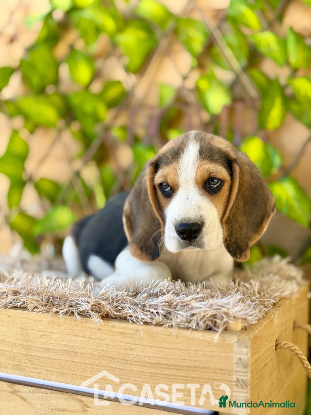 Beagle perros en venta: Camada de Fauna - Imagen 3