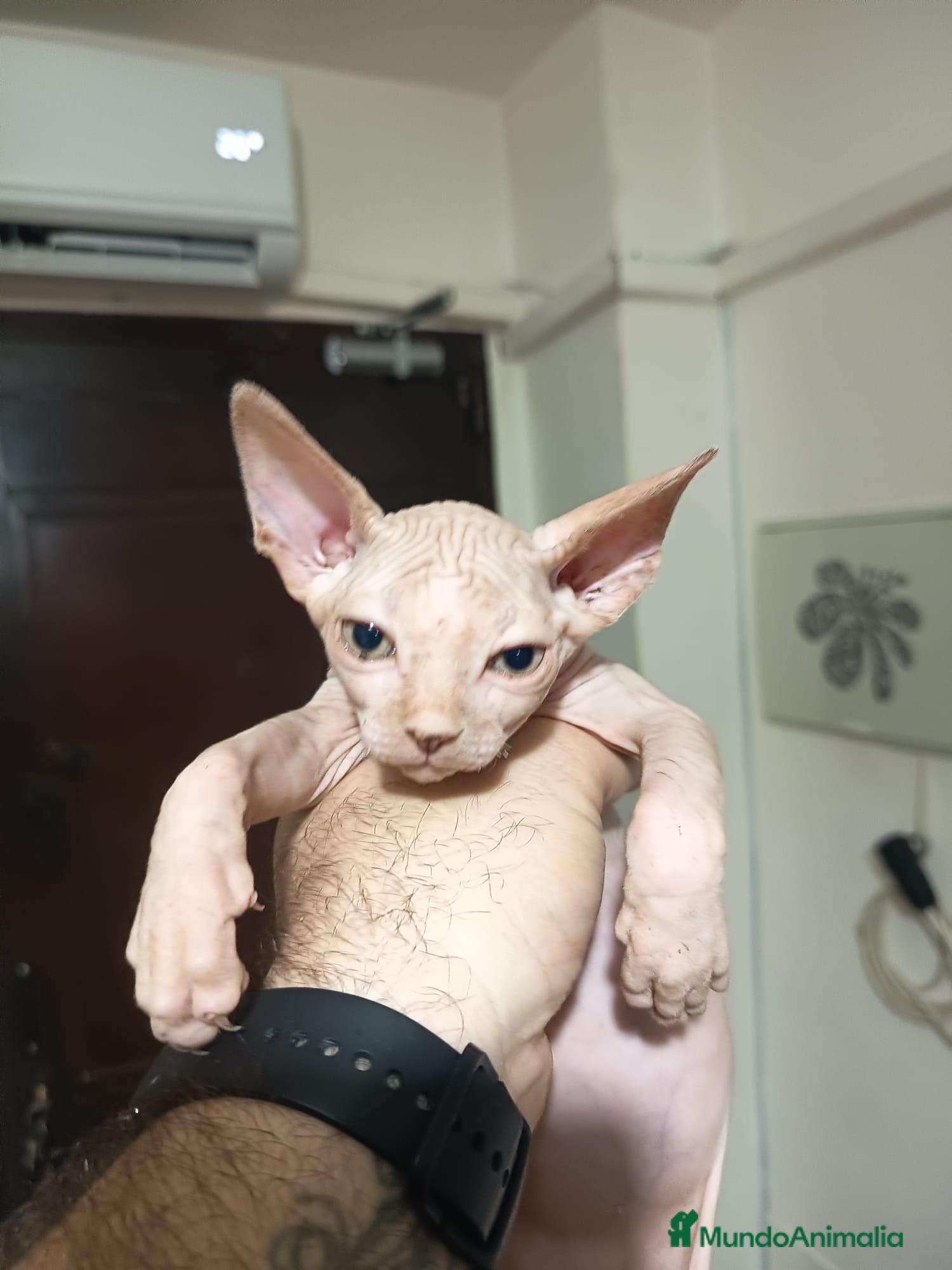 Sphynx gatos Gato egipcio  - Anuncio 18