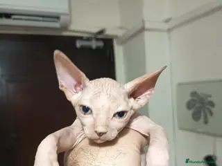 Sphynx gatos Gato egipcio - Anuncio 18