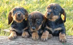 Teckel perros en venta: CACHORRO TECKEL PELO DURO - Imagen 1