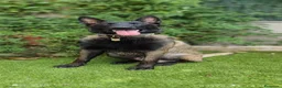 Pastor Belga Malinois perros en venta: PASTOR BELGA MALINOIS 🐾🐕 - Anuncio 7