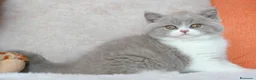 Británico de Pelo Corto gatos en venta: British Shorthair / Longhair  - Anuncio 13