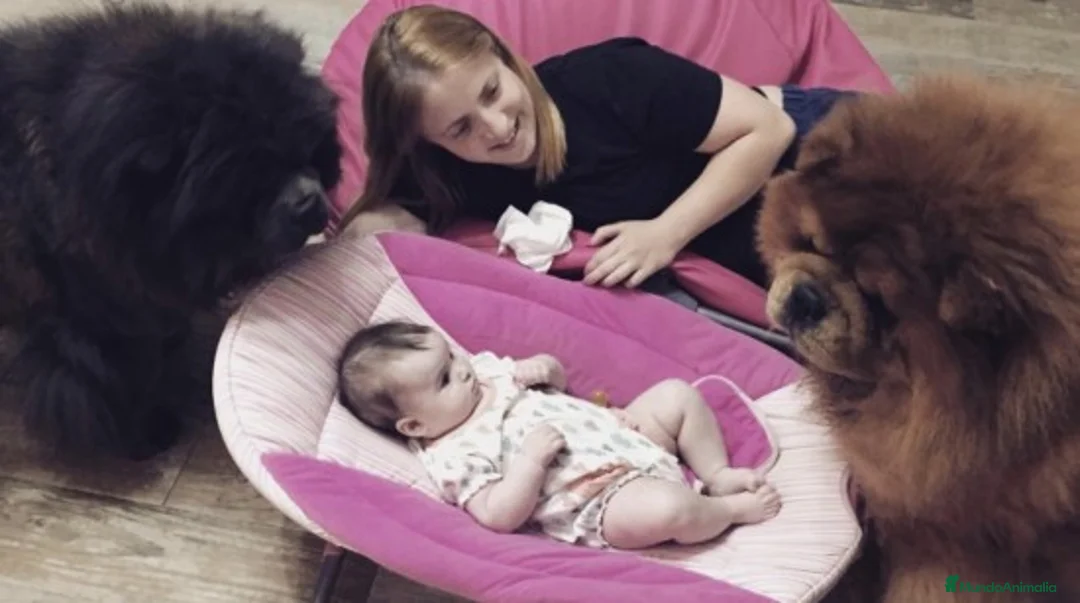 Imagen de galería {{count}}