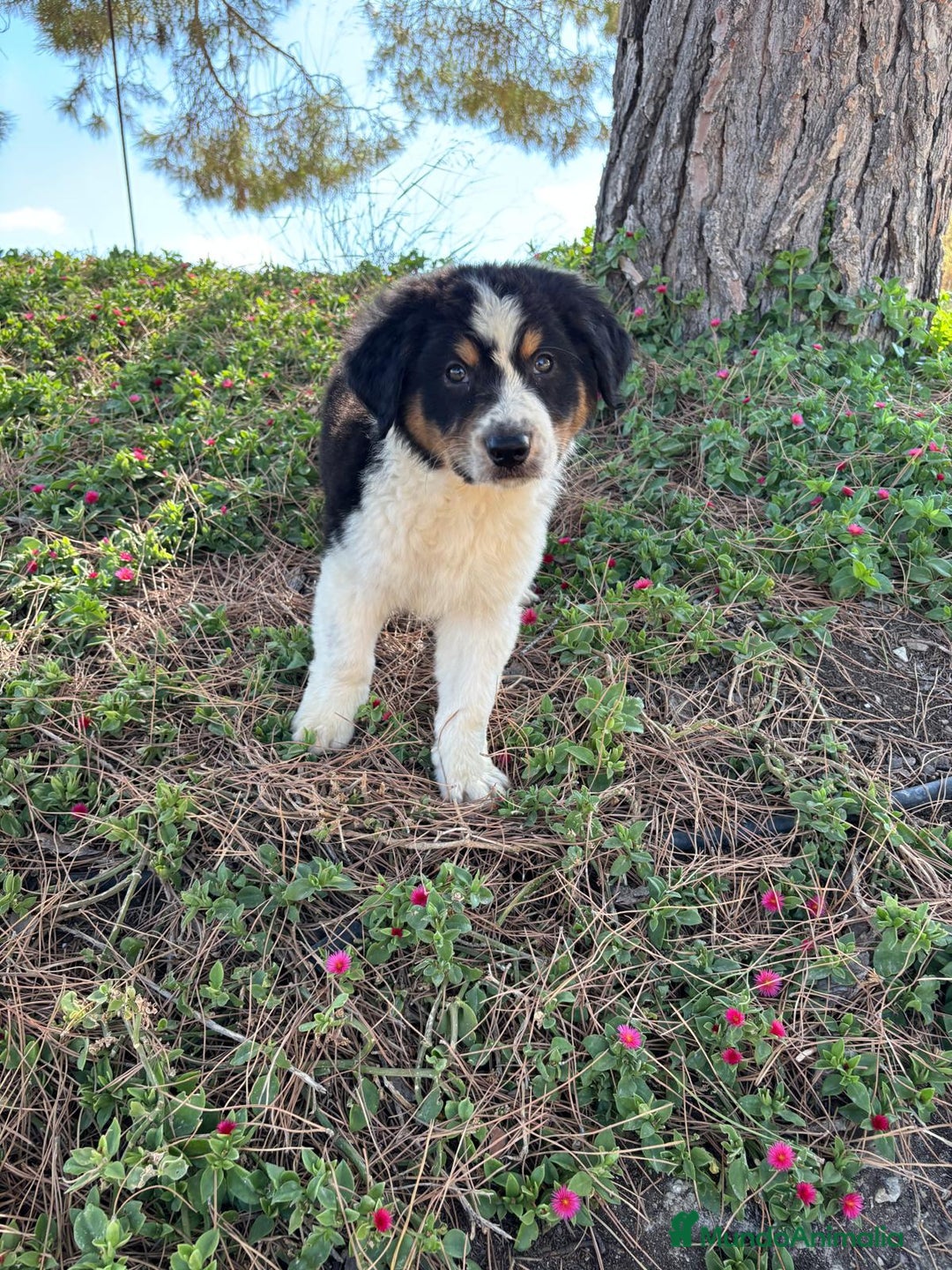 Pastor Australiano perros en venta: PASTOR AUSTRALIANO  - Imagen 8