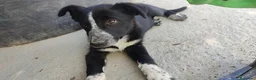 Border Collie perros en venta: BORDER COLLIE - ÚLTIMOS CACHORROS DISPONIBLES - Anuncio 6
