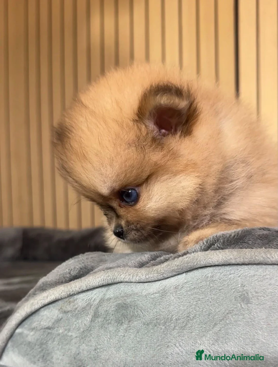 Pomerania perros en venta: Pomerania hembra  - Anuncio 2