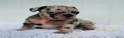 Bulldog Francés perros en venta: Bulldog frances Exotic - Anuncio 35