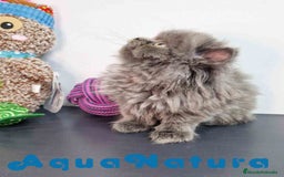 Persa gatos en venta: Persa Macho 9000 - AQUANATURA en Barcelona - Imagen 5