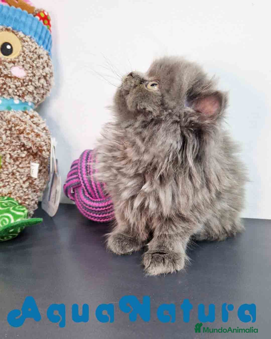 Persa gatos en venta: Persa Macho 9000 - AQUANATURA en Barcelona - Imagen 5