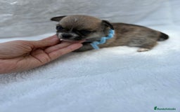 Chihuahua perros en venta: Chihuahuas Diminutos - Imagen 6