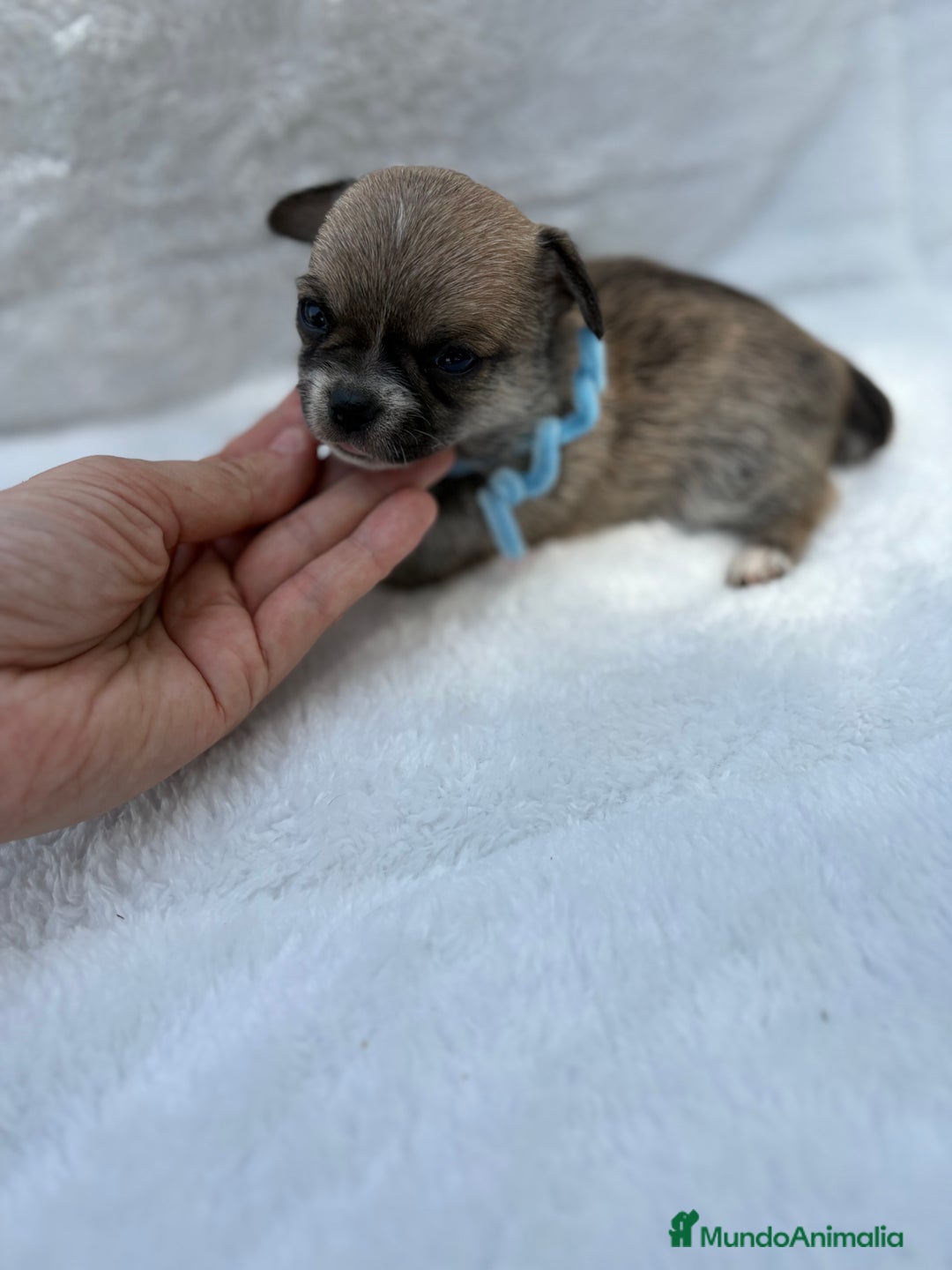 Chihuahua perros en venta: Chihuahuas Diminutos - Imagen 6