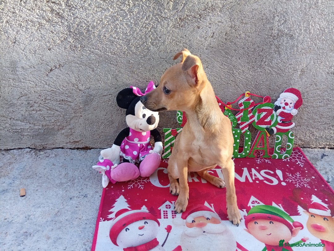 Raza Mixta perros en venta: PRECIOSA PAREJA (LEER BIEN ) - Anuncio 5