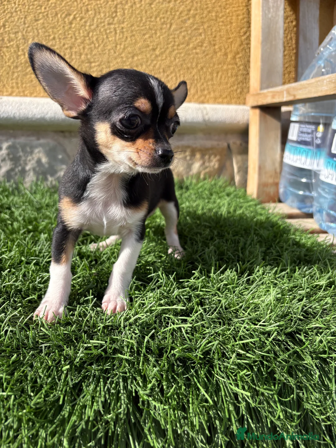 Chihuahua perros en venta: Chihuahua Toy tricolor macho - Anuncio 23