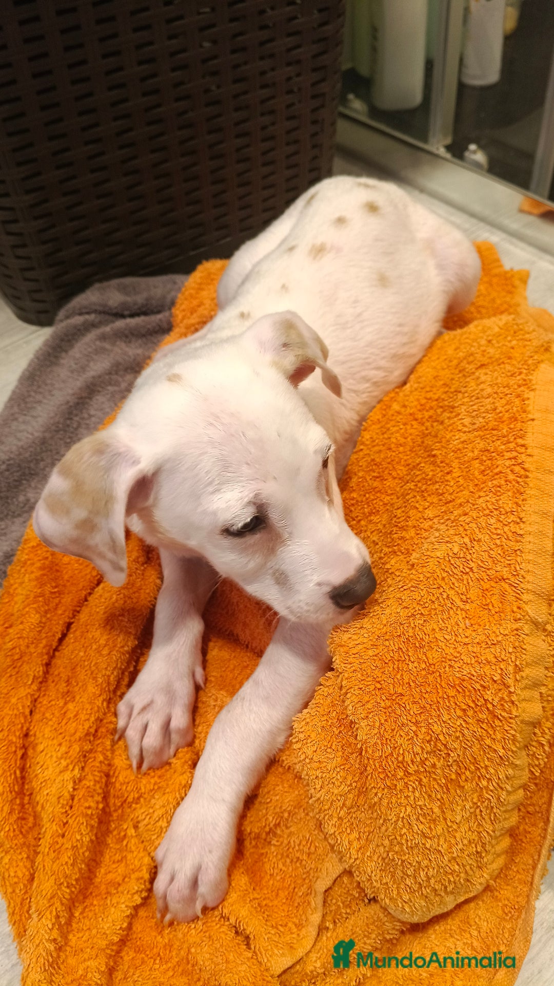 Dálmata perros en venta: Dalmata limón  - Anuncio 4