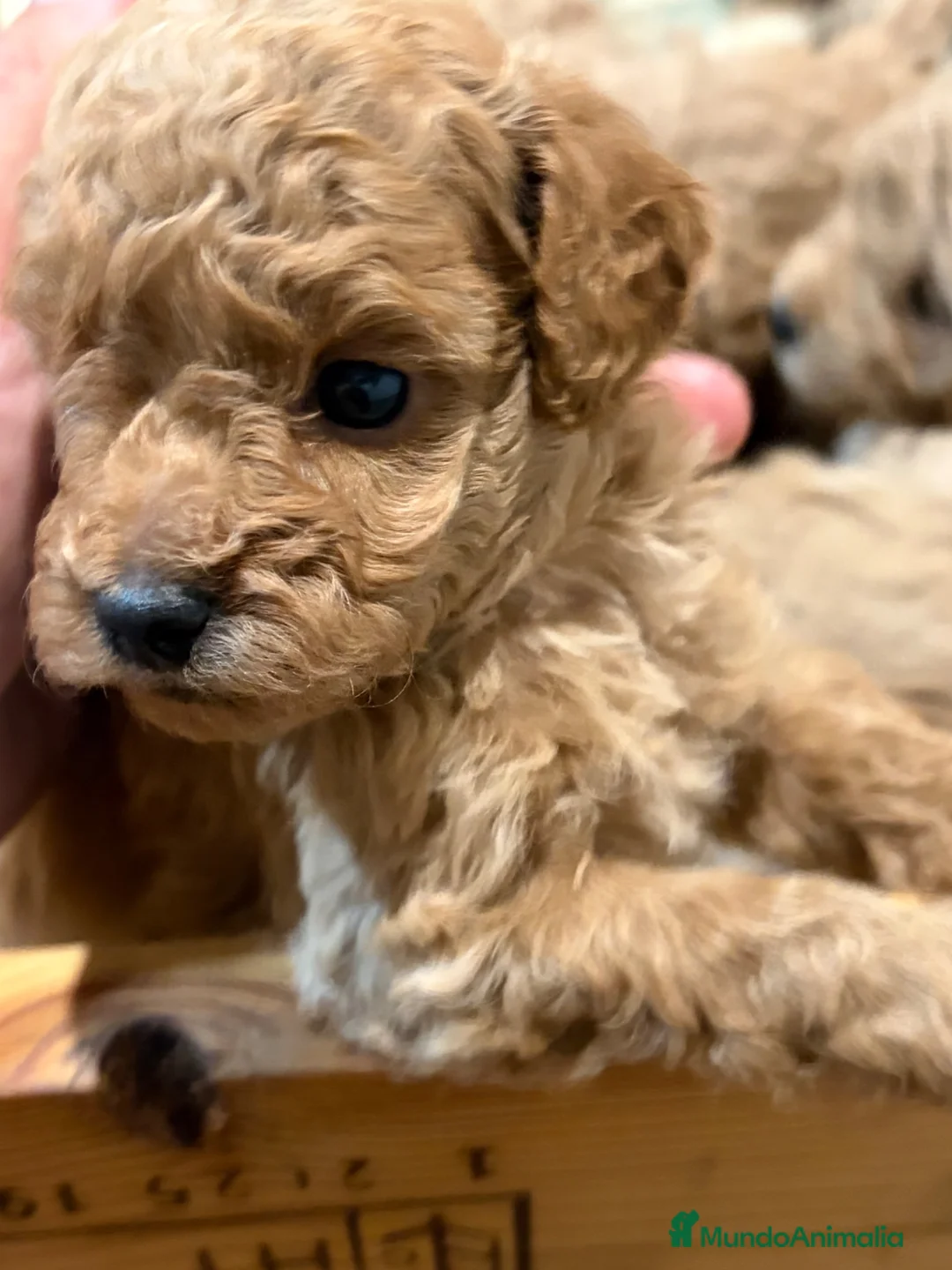 Caniche Toy perros en venta: Caniche apricot/canela - Anuncio 1