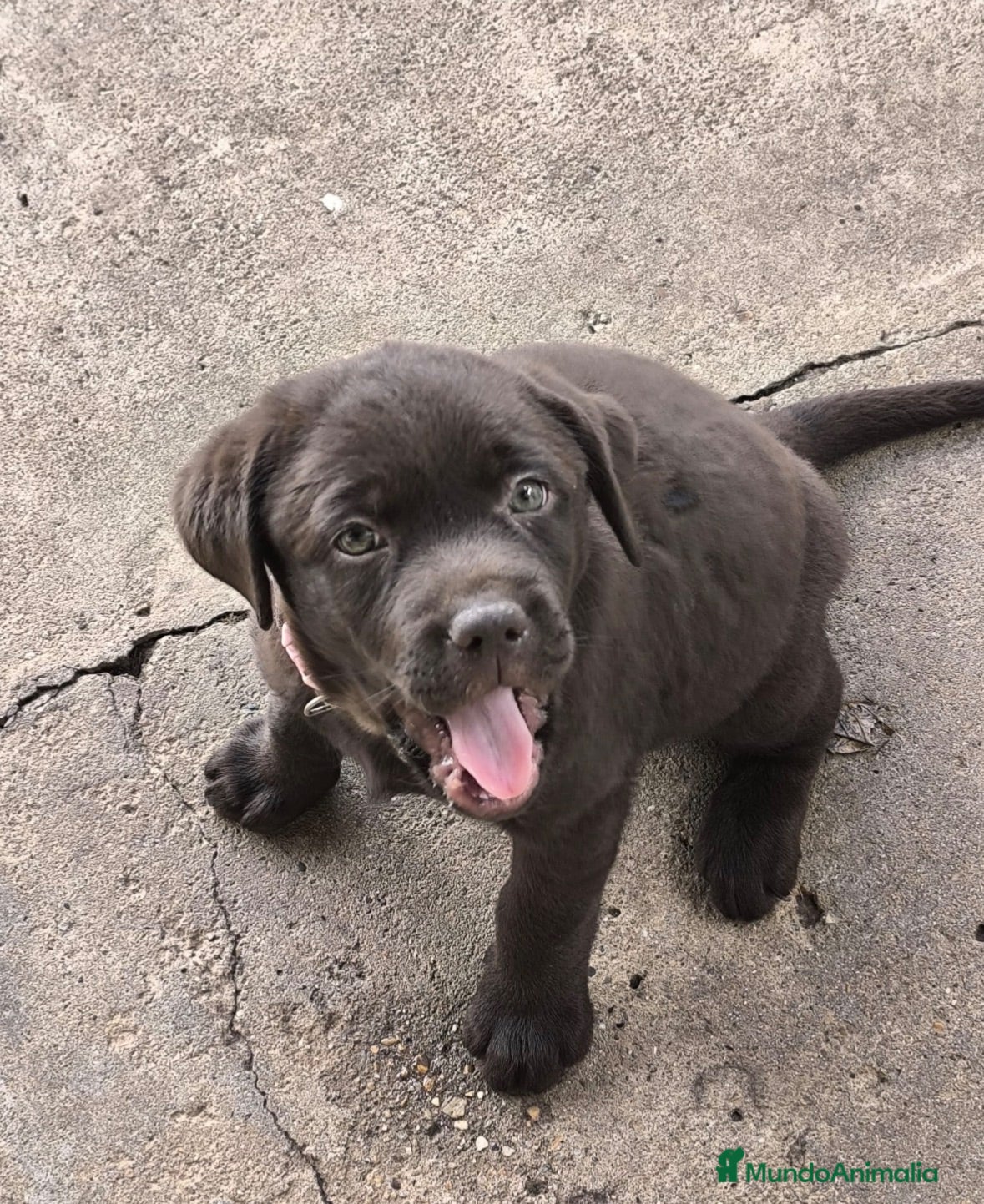 Labrador Retriever perros Último macho y hembra labrador retriever 🐶🐾 - Anuncio 3