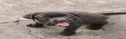 Labrador Retriever perros en venta: Último macho y hembra labrador retriever 🐶🐾 en Sevilla - Anuncio 1