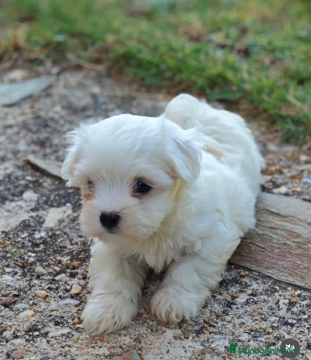 Bichón Maltés perros en venta: Bichón maltés - Anuncio 2
