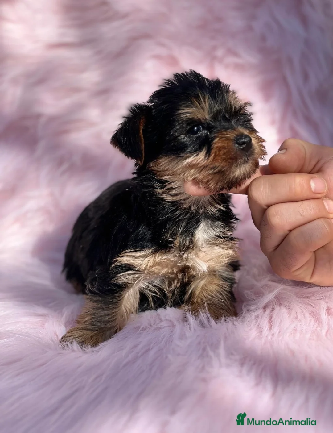 Yorkshire Terrier perros en venta: YORKY HEMBRITA MINITOY DISPONIBLE en Barcelona - Anuncio 3