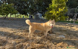 Raza Mixta perros en venta: Husky Siberiano y Lobo Artico - Imagen 7