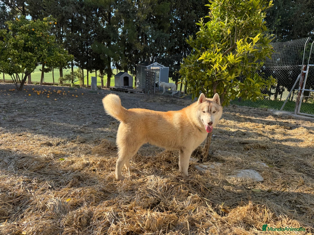 Raza Mixta perros en venta: Husky Siberiano y Lobo Artico - Imagen 7