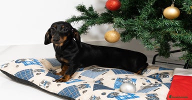 Teckel Miniatura perros Últimos Teckel miniatura disponible!  - Anuncio 2