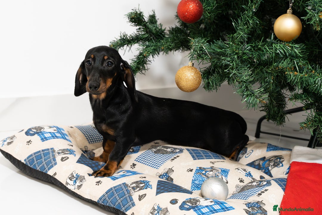 Teckel Miniatura perros en venta: Últimos Teckel miniatura disponible!  - Anuncio 2